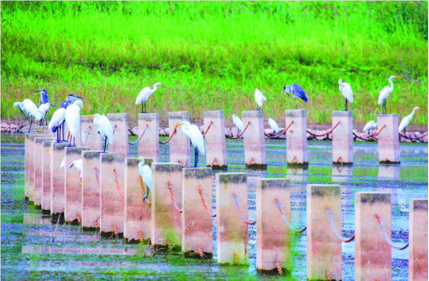 石家庄市获评联合国“生物多样性魅力城市...